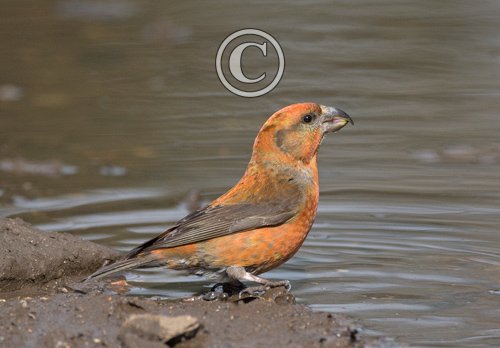 Male Crossbill DM1778